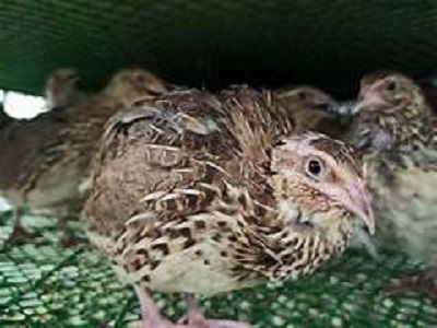 quail
