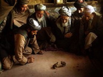 quail fight