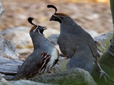 quail2